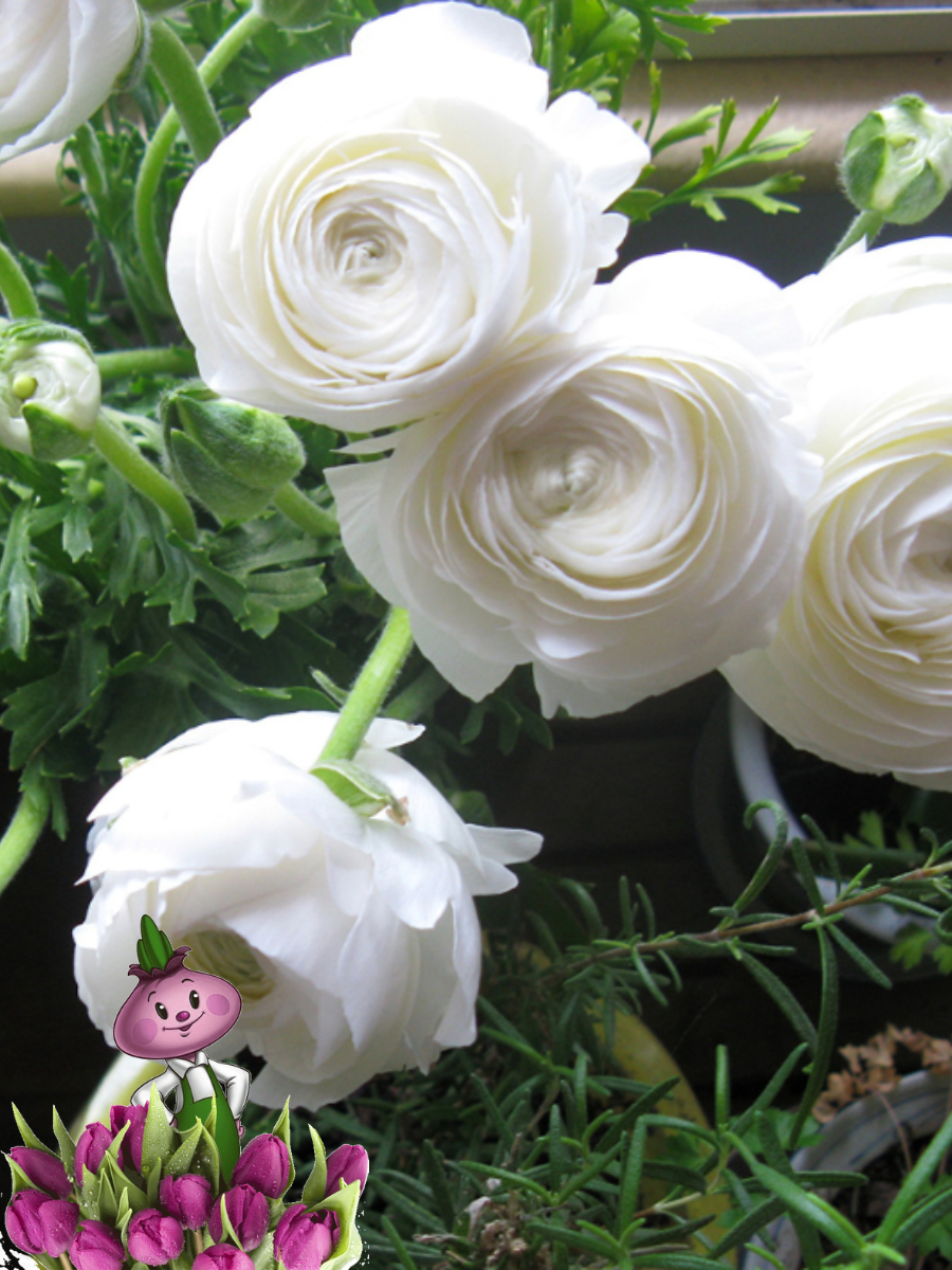 Луковицы цветов, сhipollino flowers, ранункулюс WHITE (10 луковиц)