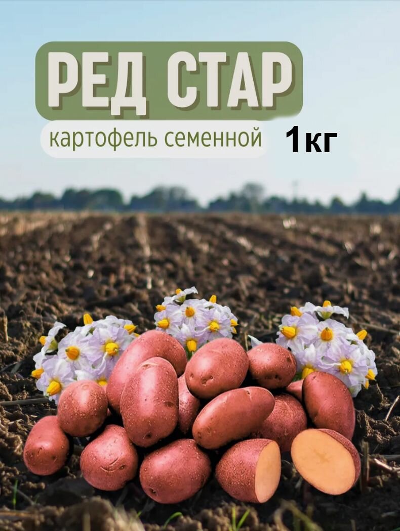 Картофель семенной Ред стар 1 кг