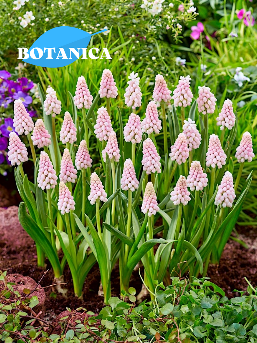 Луковицы цветов botanica garden Мускари Пинк Санрайз (10 штук)