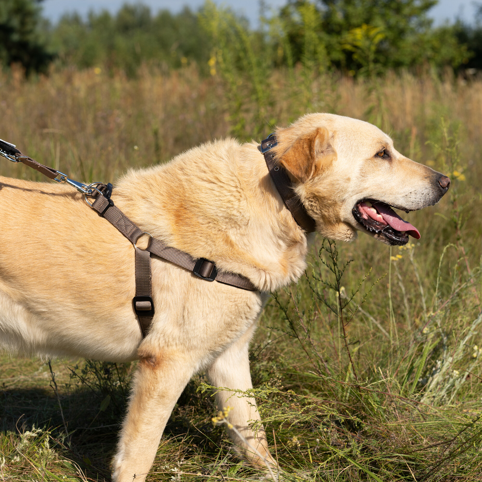 Картинки Шлейка для собак Ferplast DAYTONA M с мягкой подкладкой, коричневая