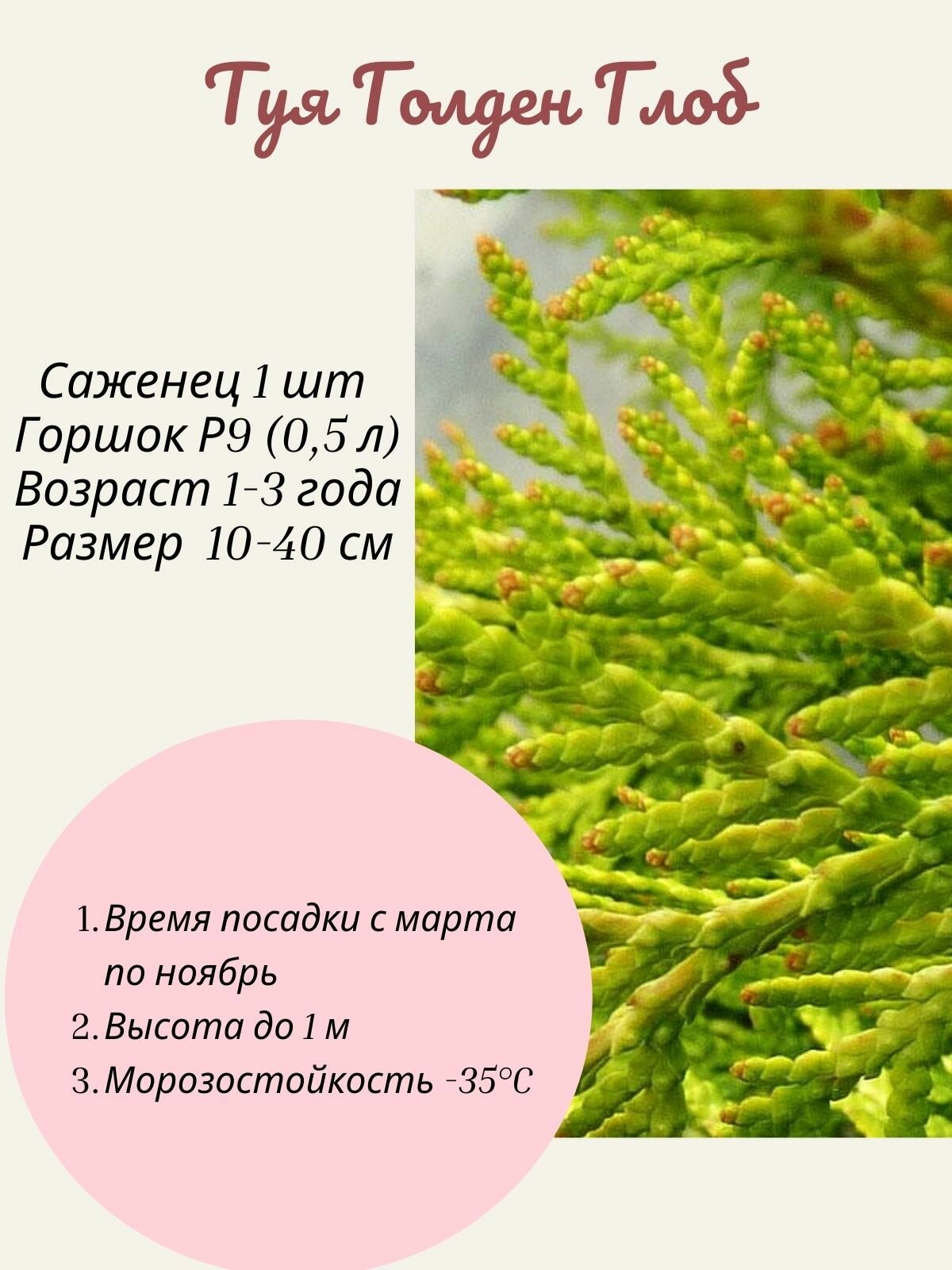 Туя Голден Глоб 1 шт саженец в горшке Р9