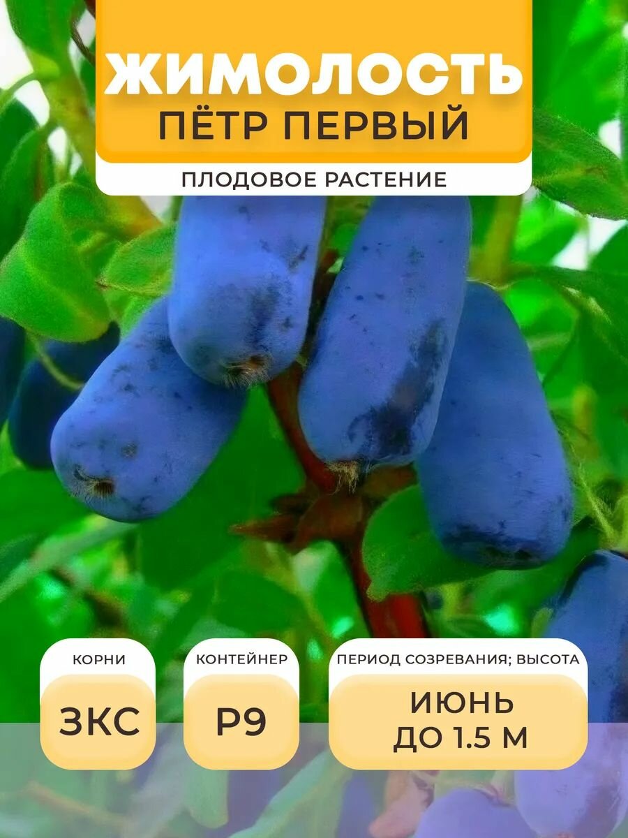 Жимолость саженец Пётр первый в горшке P9 05 л многолетнее | Микроклон