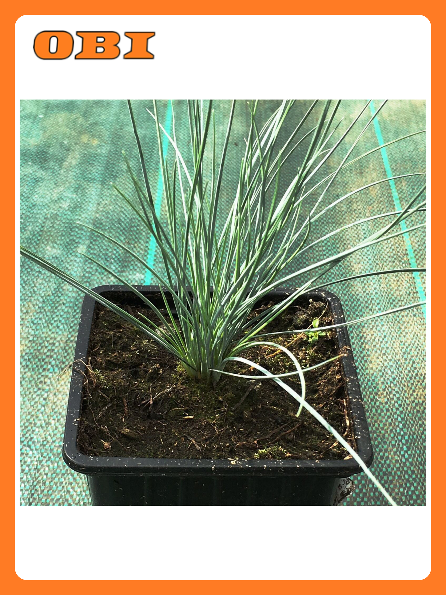 Овсяница Егорьевского тепличного комбината  многолетняя  20 см  0 6 кг