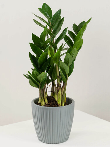 Изображение товара Geo Glass: Замиокулькас в горшке , комнатное растение в интерьерном кашпо 30-35 см