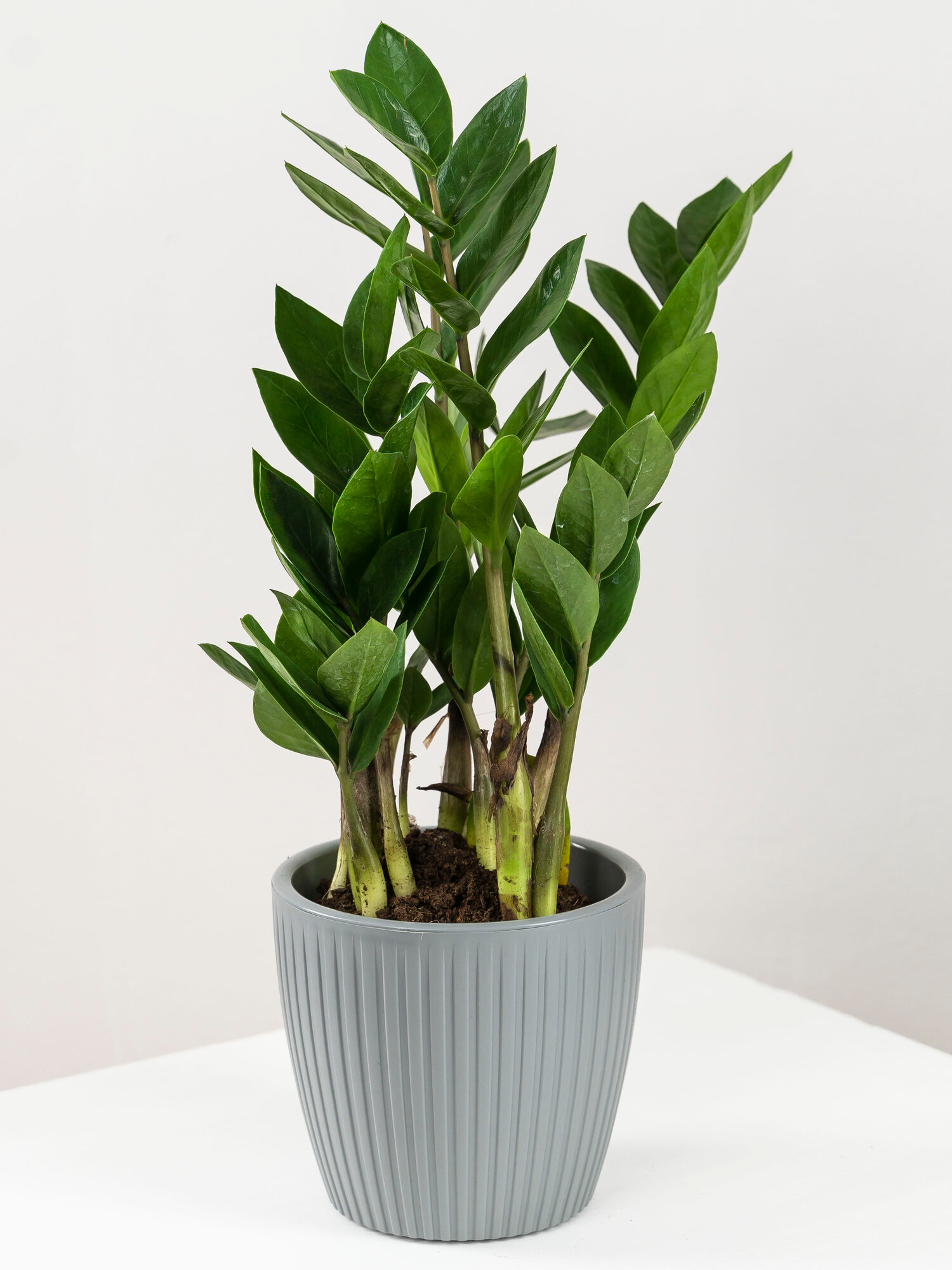 Geo Glass: Замиокулькас в горшке  комнатное растение в интерьерном кашпо 30-35 см