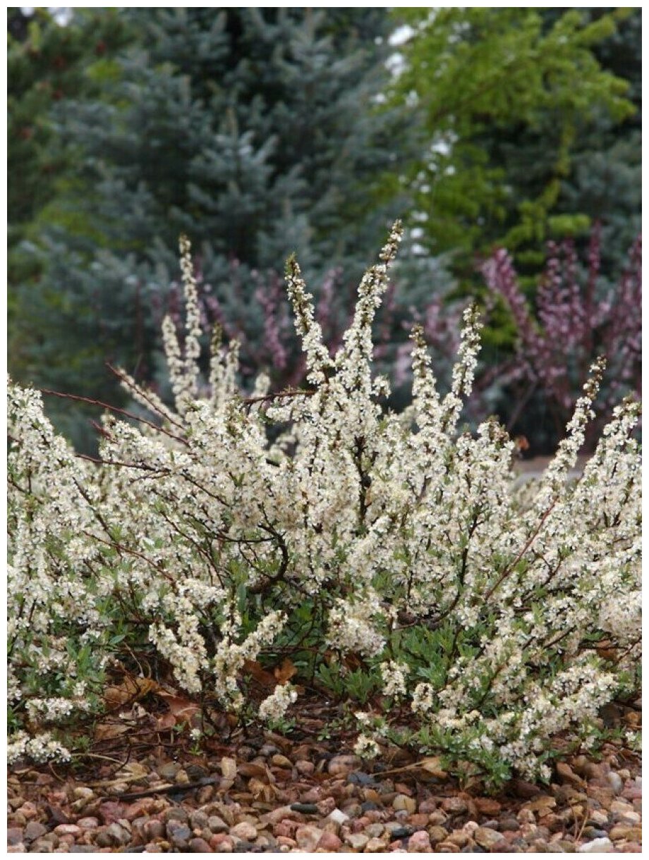 Семена Вишня песчаная Бессея (Cerasus bessyi), 30 штук