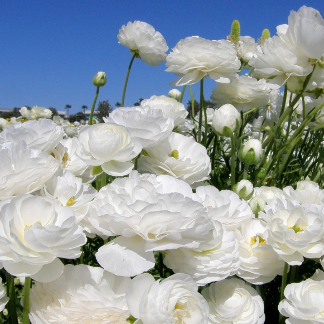 Луковицы цветов, сhipollino flowers, ранункулюс WHITE (10 луковиц)