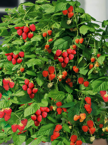 Изображение товара Малиновое дерево Сказка (1 шт) / высокоурожайный, морозостойкий сорт