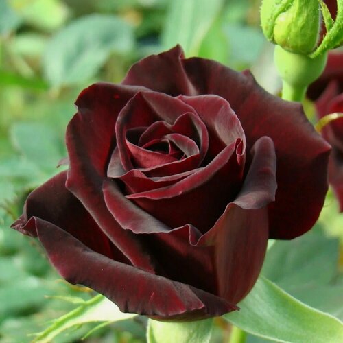 Изображение товара Роза чайно-гибридная Блейк (Rosa Blake) / 1 шт, ароматный сорт