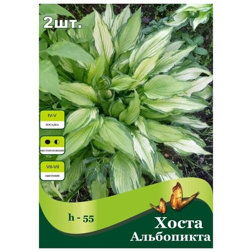 Хоста Форчуна Альбопикта /2 шт/