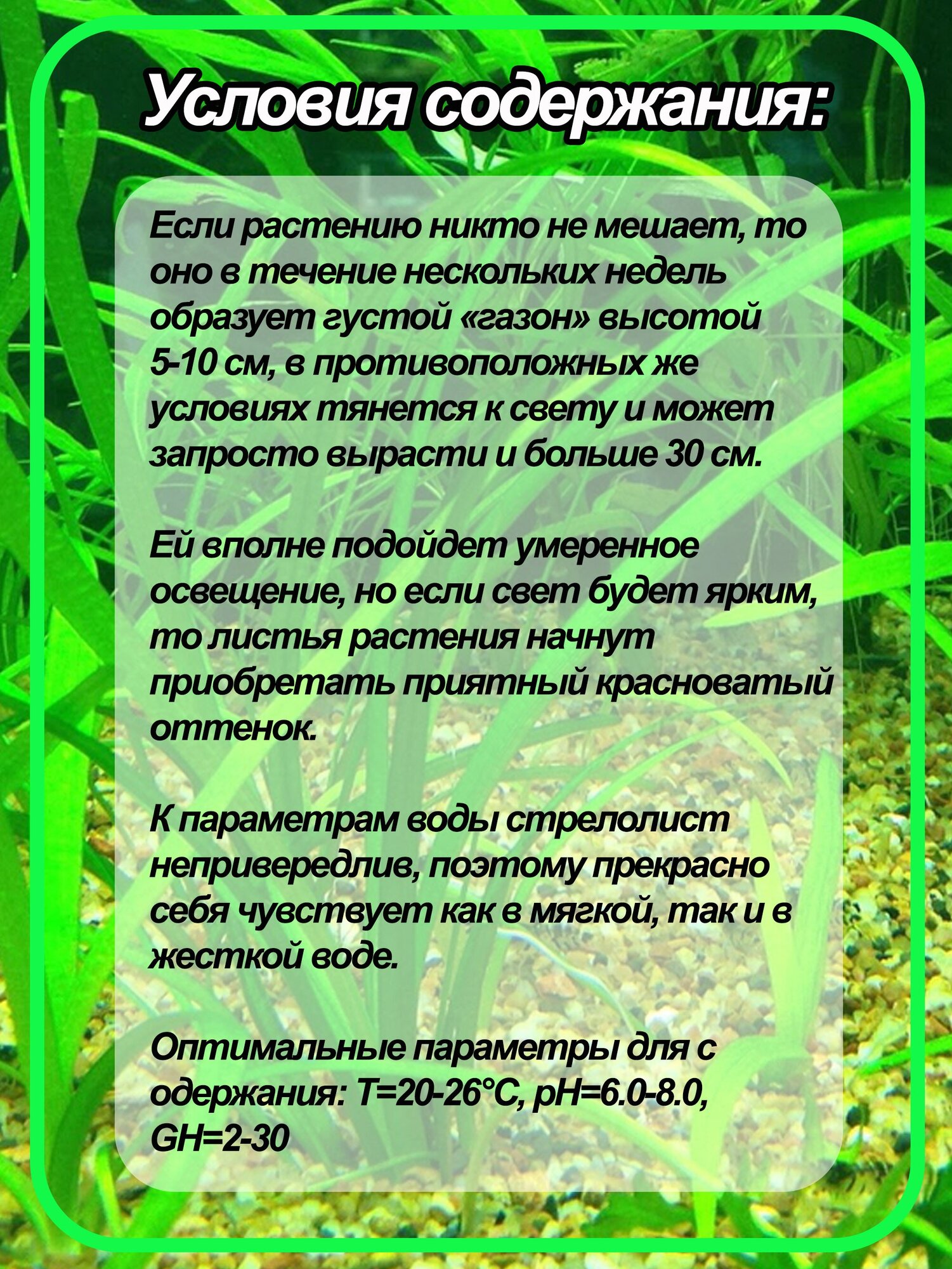 Сагиттария шиловидная (Sagittaria subulata). Живое аквариумное растение. 1 кустик - фотография № 5