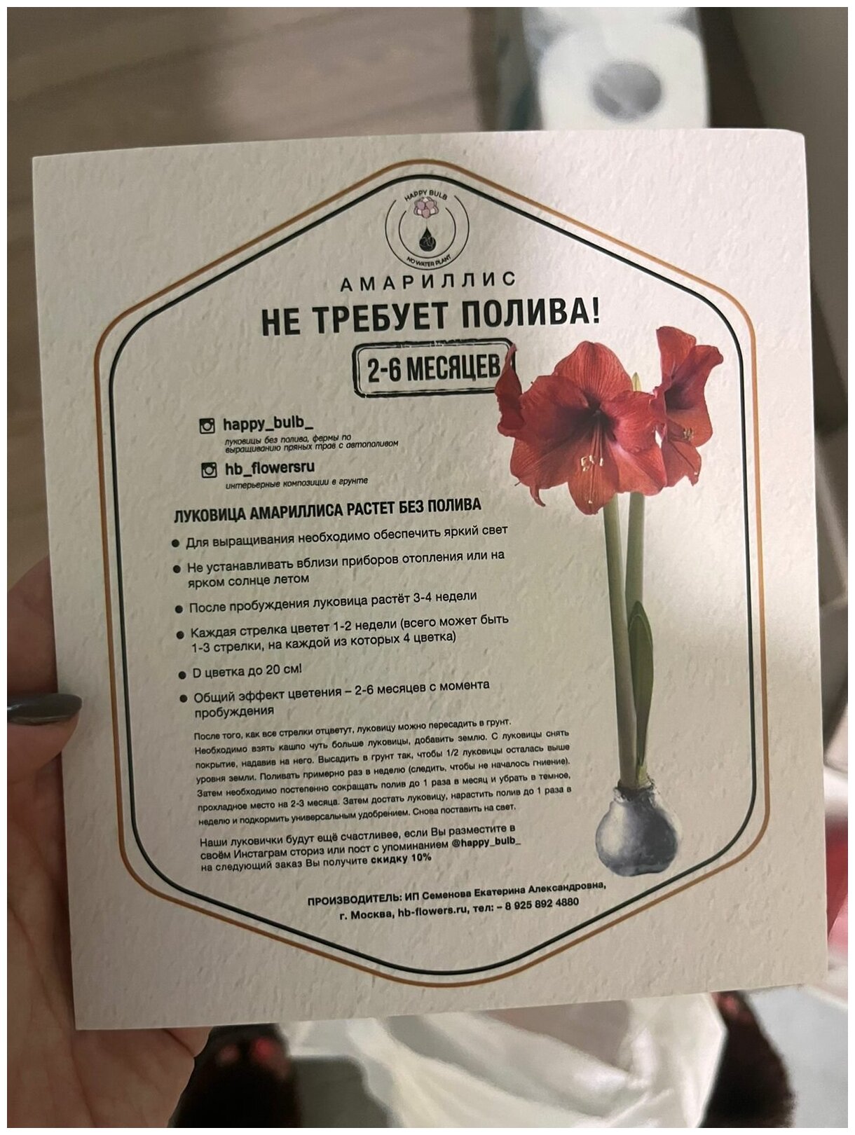 Happy Bulb Луковица Амариллиса в подарочной упаковке, цветок без полива - фотография № 5
