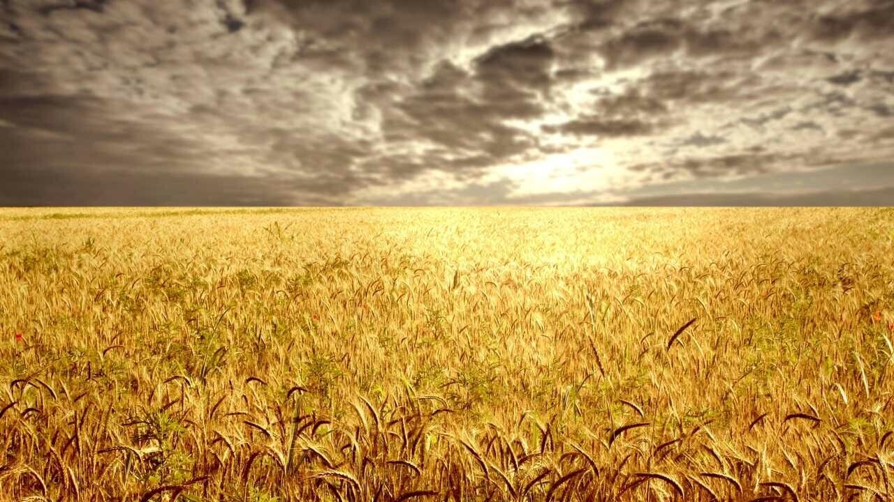 Картина на холсте 60x110 Альянс Лес "Поле тучи горизонт пшеница" на подрамнике / интерьер/ декор