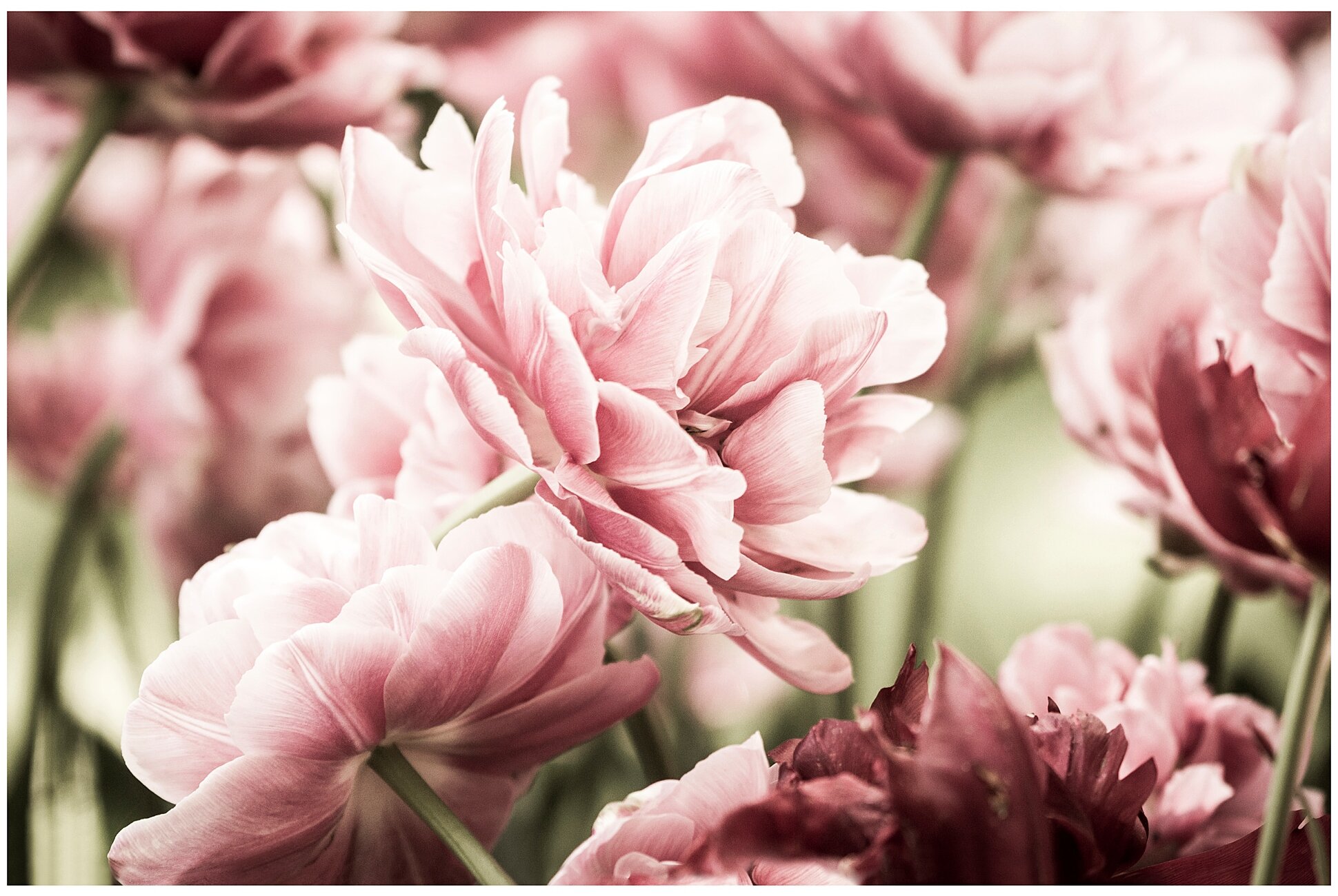 Картина ИКЕА БЬЁРКСТА Светло-розовые тюльпаны 118х78 см