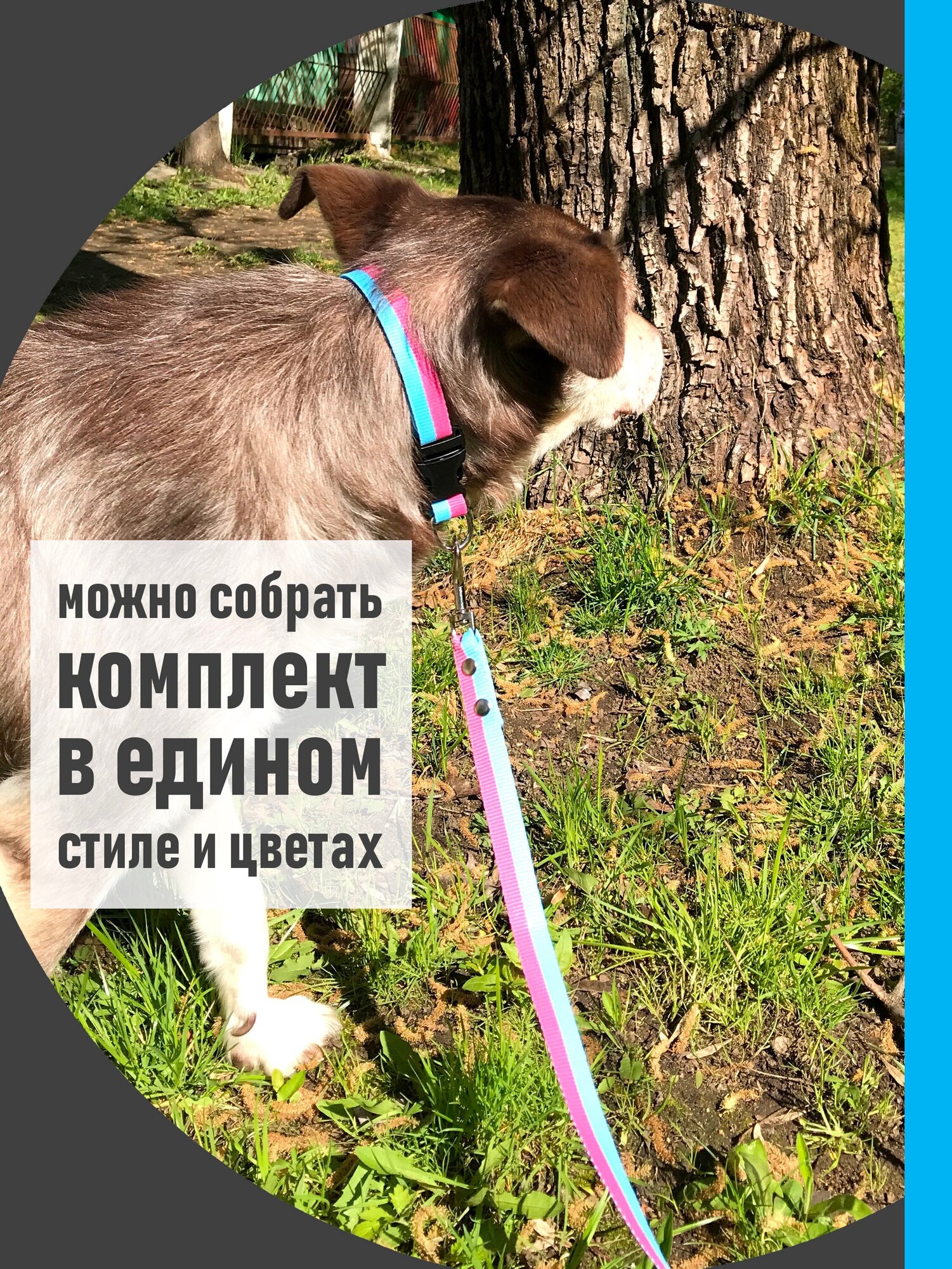 Ошейник для собак Petsare ширина 20 мм, обхват шеи 25-35 см, розово-голубой - фотография № 5