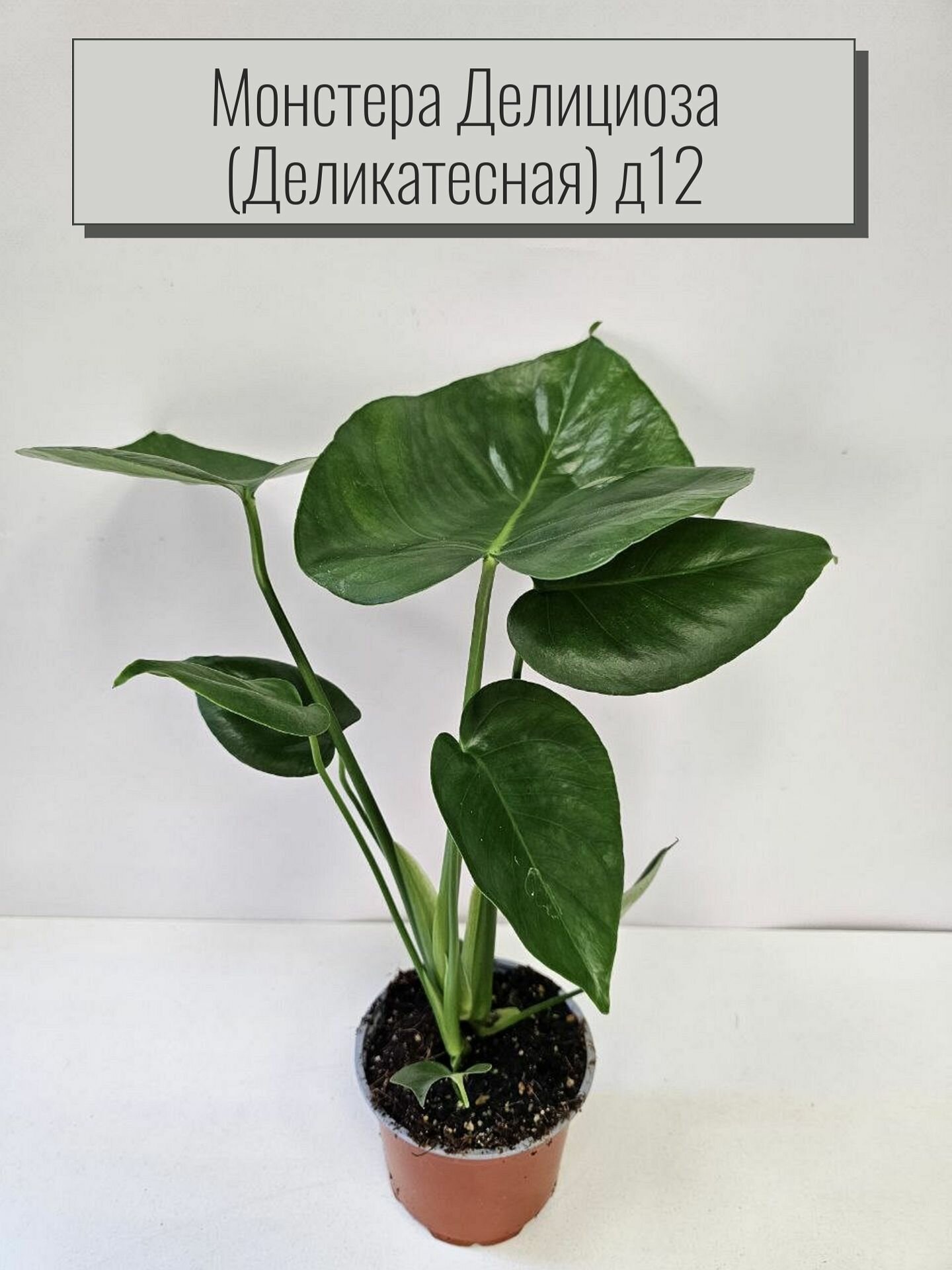 Монстера деликатесная (привлекательная) - живое растение в горшке 12 см