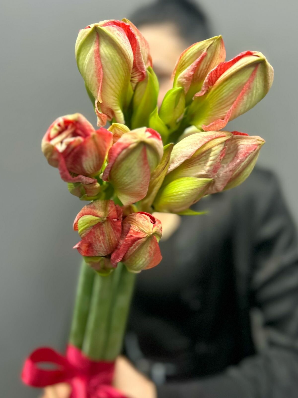 Букет из разноцветных амариллисов под ленту (5 штук)