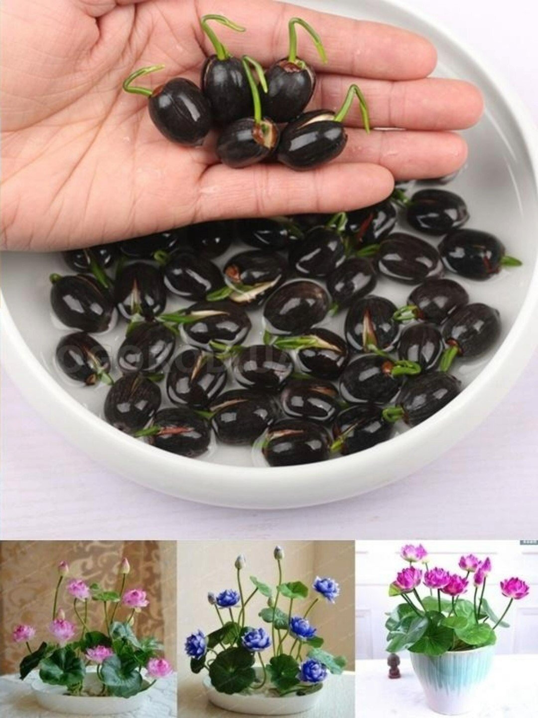 Семена лотоса Нифур Cemena, многолетние, для сада и водоемов