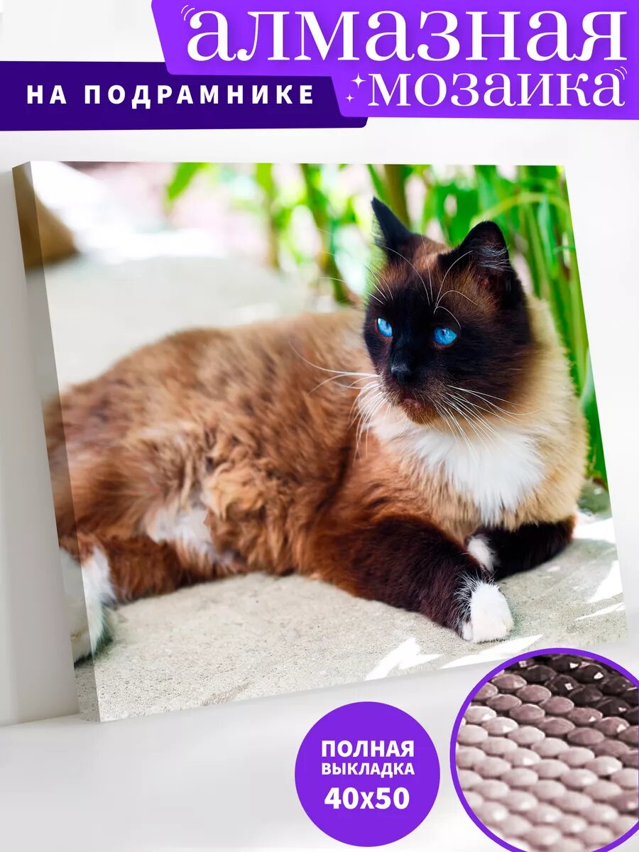 Алмазная мозаика на подрамнике 40х50 см "Сиамская кошка"