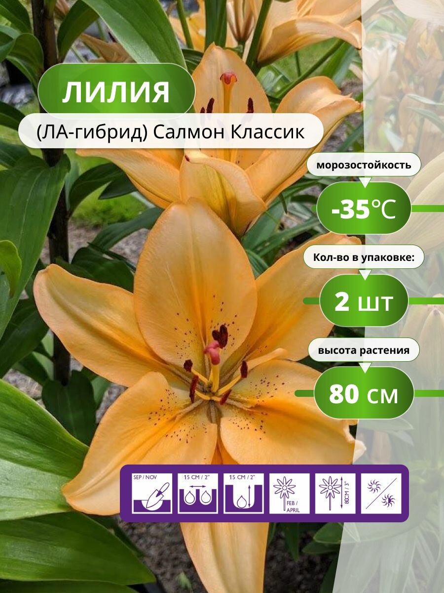 Лилия (ЛА-гибрид) Салмон Классик (2 лук) / лилии луковицы многолетние крупные