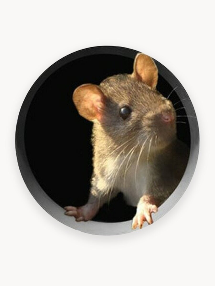 Забавная наклейка для декора интерьера / Прикольная наклейка на стену / на шкаф / на мебель / на дверь