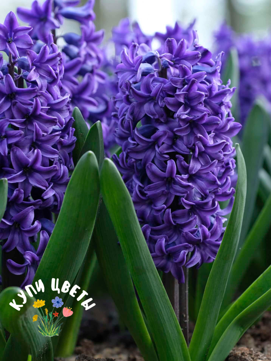 Луковицы цветов купи цветы Гиацинт BLUE TROPHY (4 луковицы)