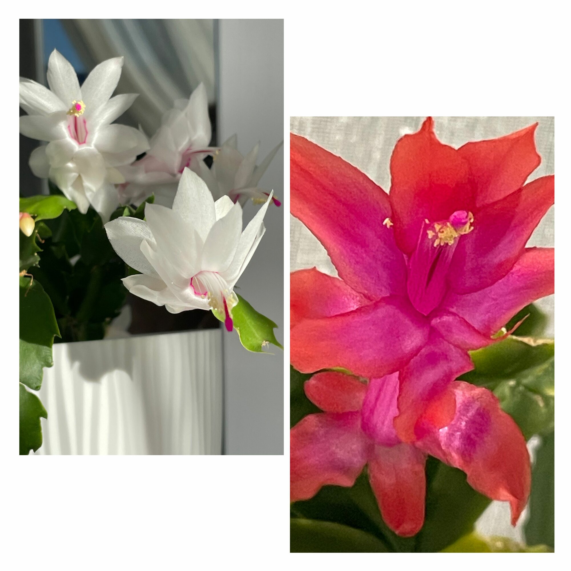 Декабрист Шлюмбергера микс белый/красный