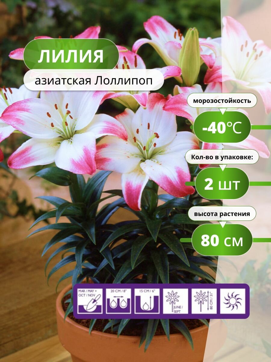 Лилия азиатская Лоллипоп (2 лук) / лилии луковицы многолетние крупные