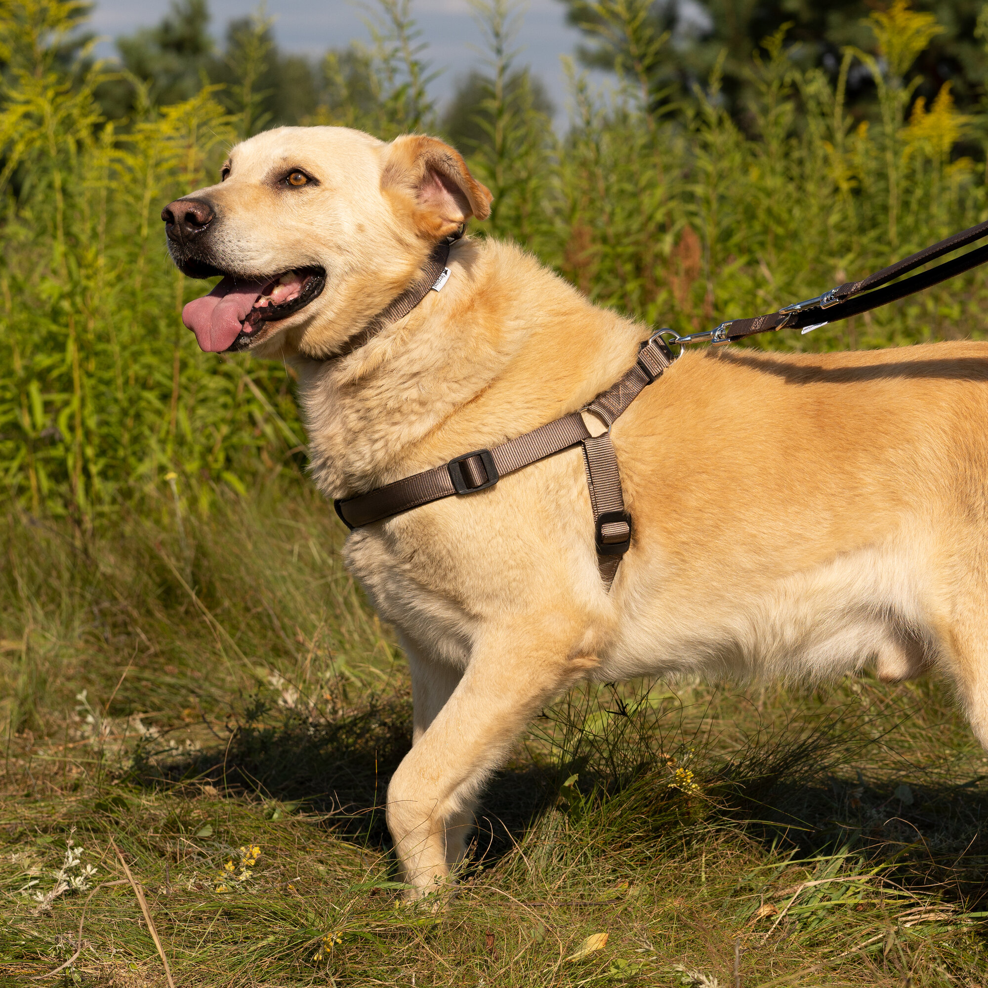 Ошейники И Шлейки Xiaomi Шлейка для собак Ferplast DAYTONA M с мягкой подкладкой, коричневая