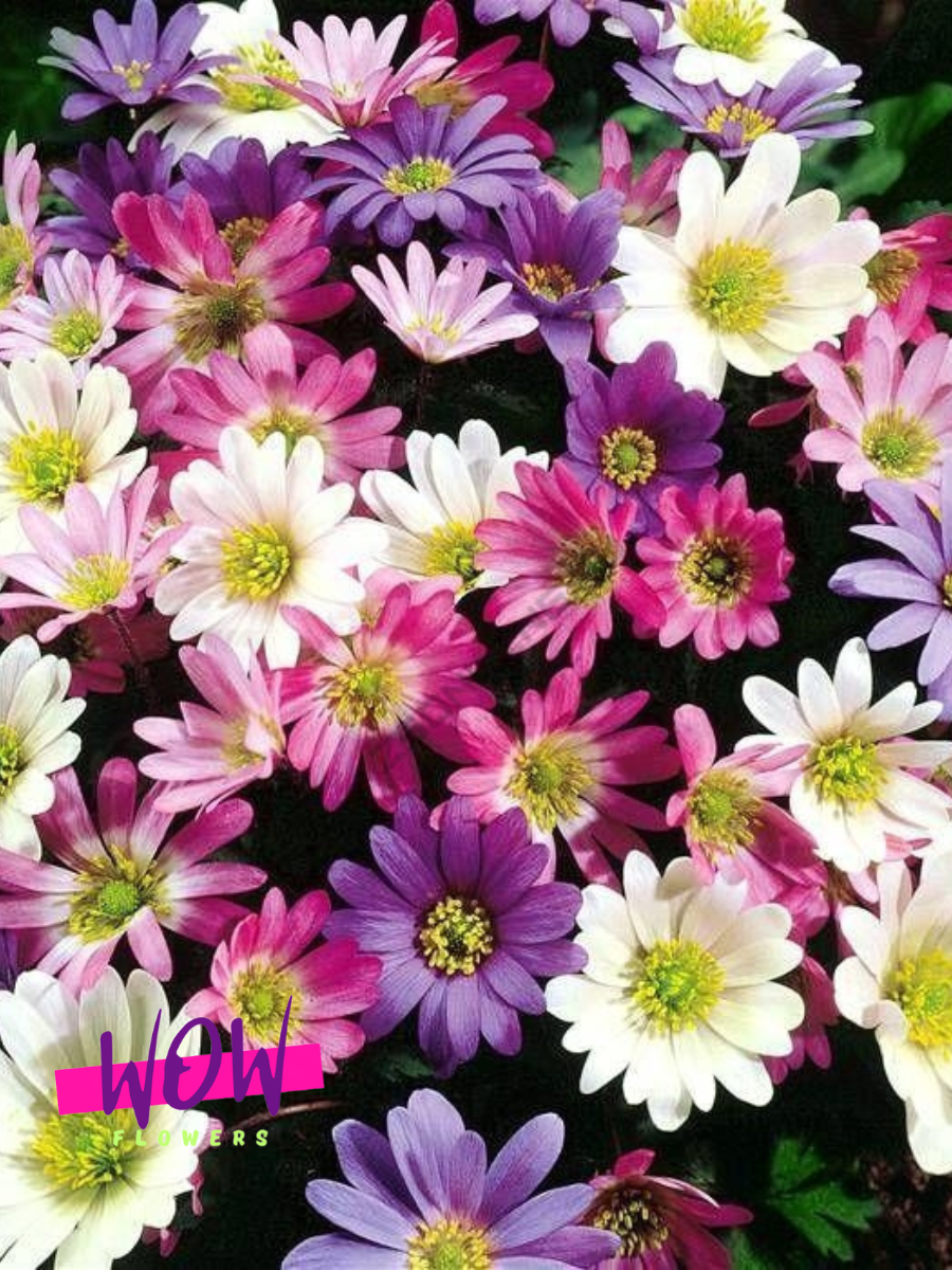 Луковицы цветов  WOW FLOWERS  Анемона Бланда Микс( 10 штук )
