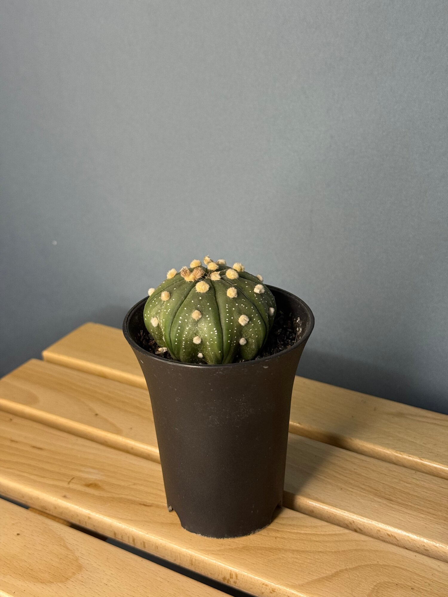 Астрофитум астериас (Astrophytum asterias) — «звёздный кактус» в миниатюре