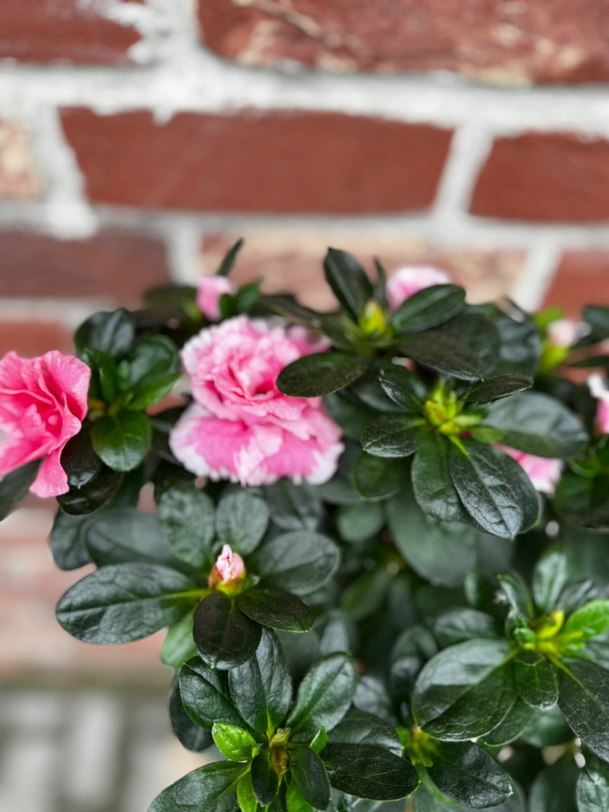 Растение Цветочная лавка 