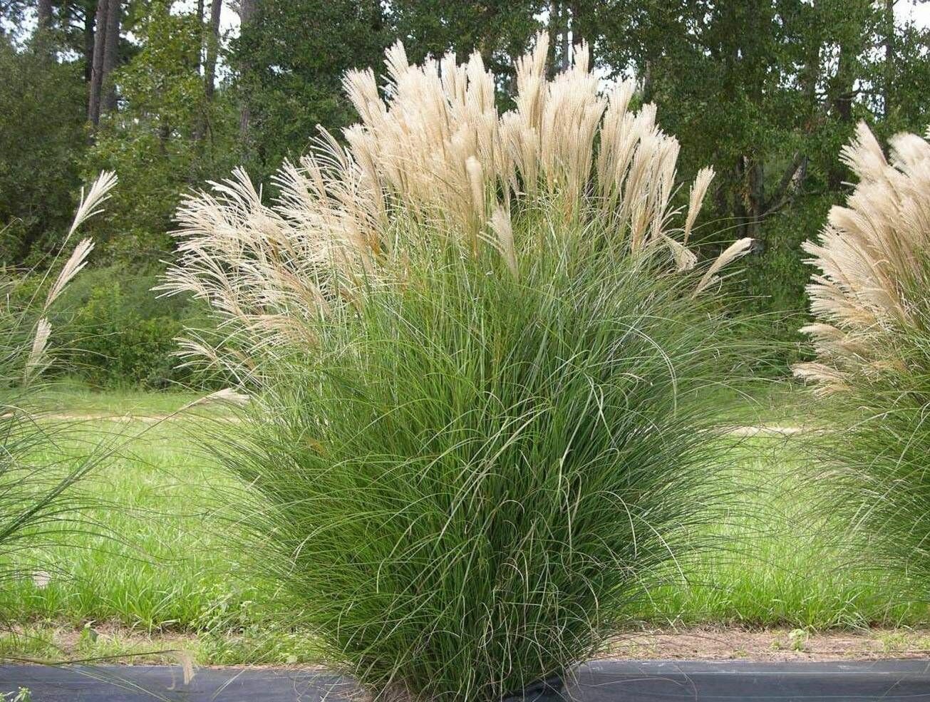 Мискантус Китайский