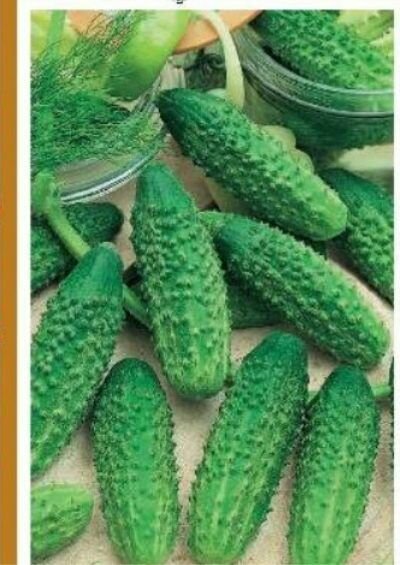 Коллекционные семена огурца Барабулька F1