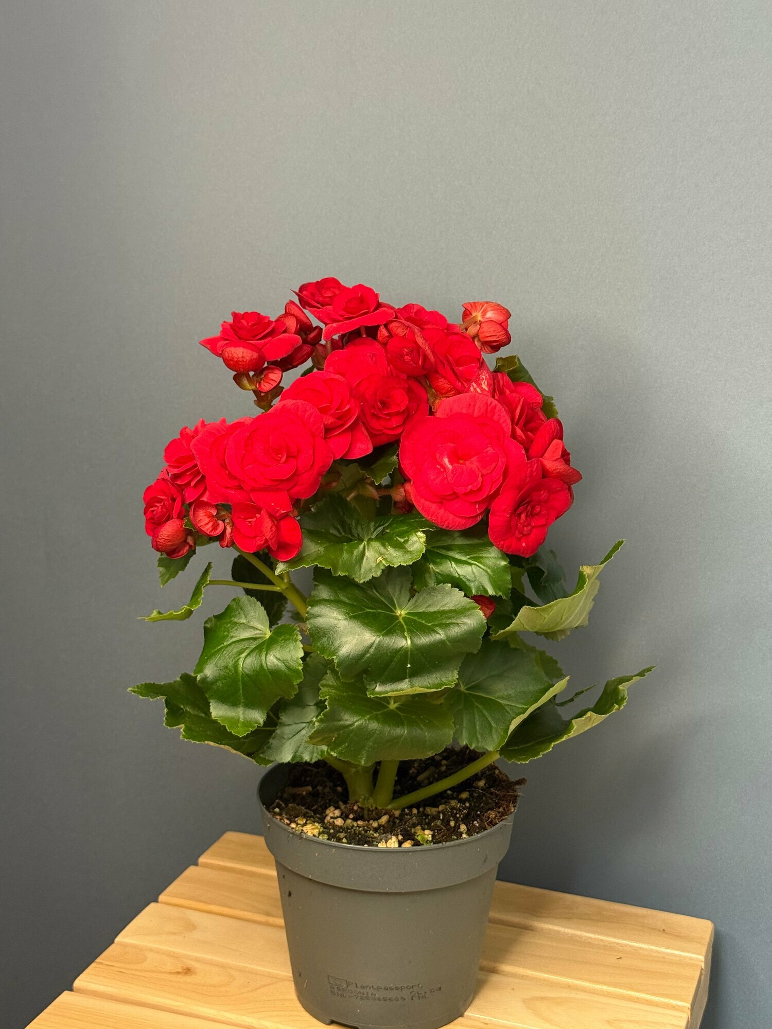 Бегония элатиор в горшке — красное украшение вашего интерьера