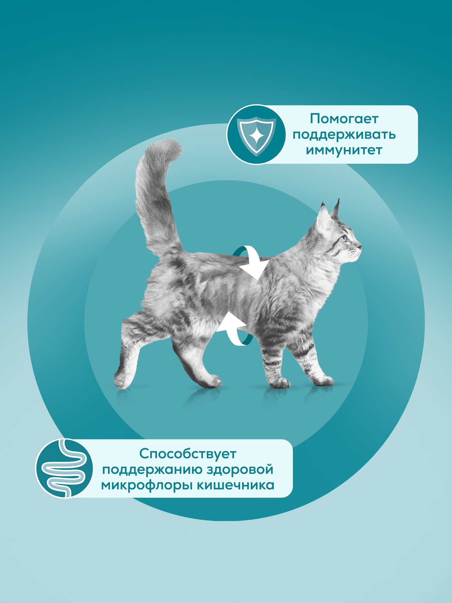 Картинки Влажный корм Purina One пауч для стерилизованных кошек Курица с зеленой фасолью, 75 г х 26 шт.