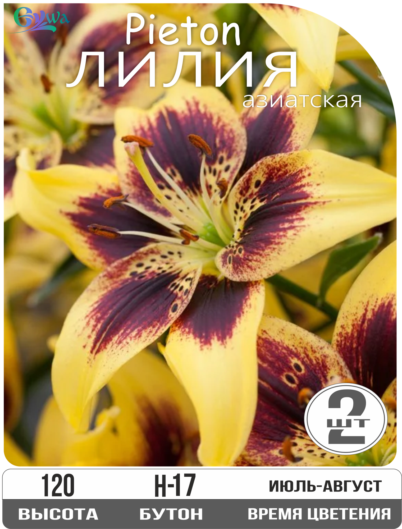 Лилия луковицы многолетние Пиетон азиатская высота 120 см желтые с винным центром 2шт.