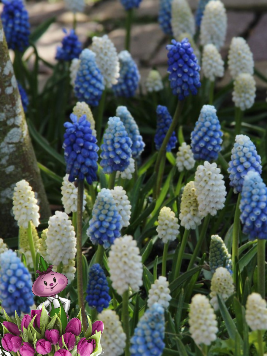 Луковицы цветов сhipollino flowers мускари MIX (10 луковиц)