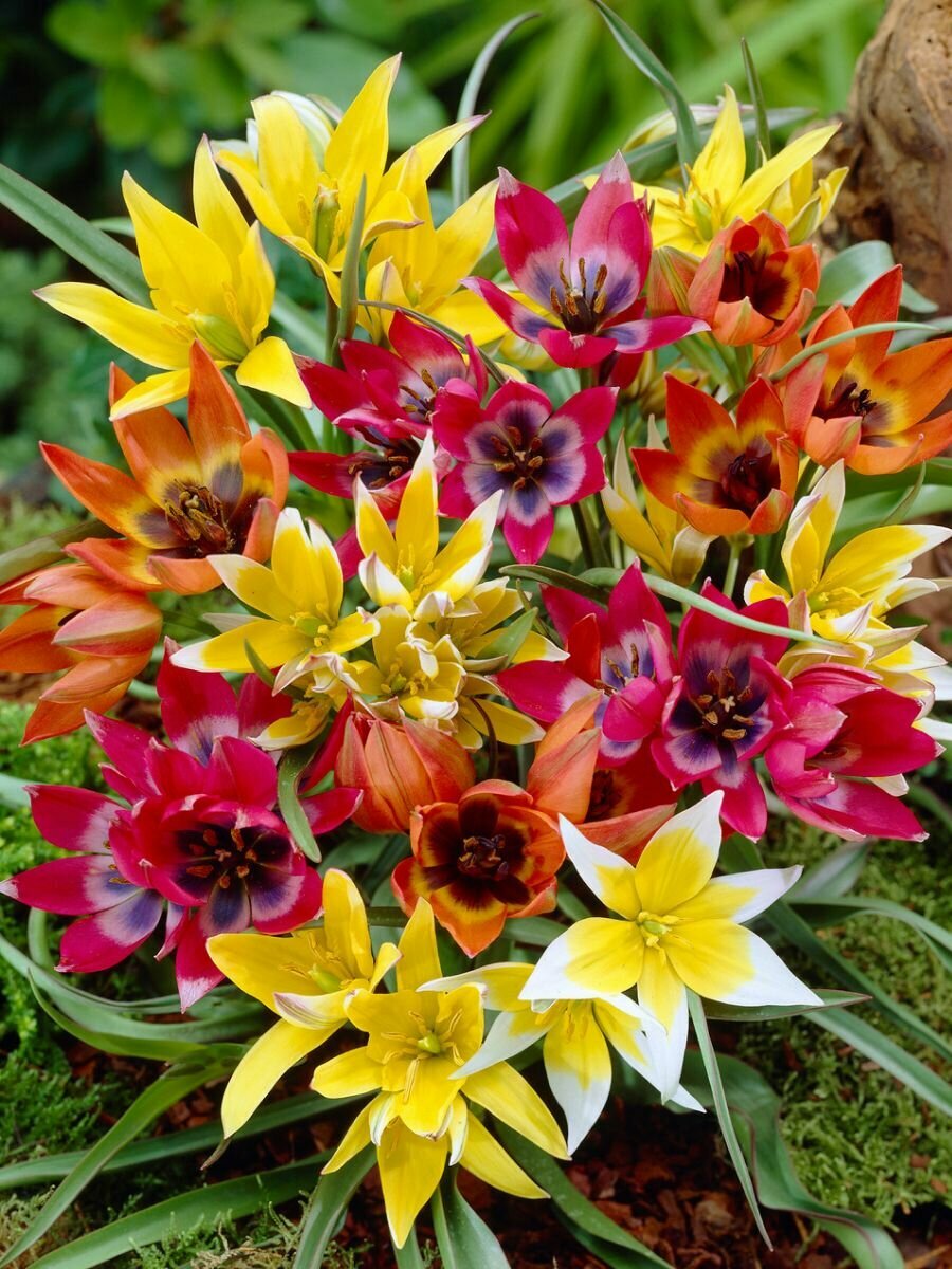 Тюльпаны луковицы ботанические разноцветные 10 шт высота 10 см