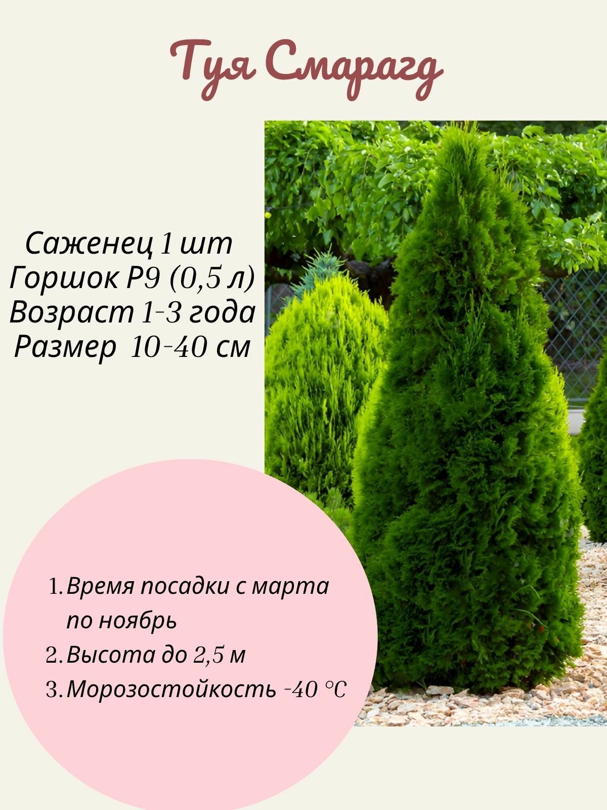 Туя Smaragd (Смарагд) 1 шт саженец в горшке Р9