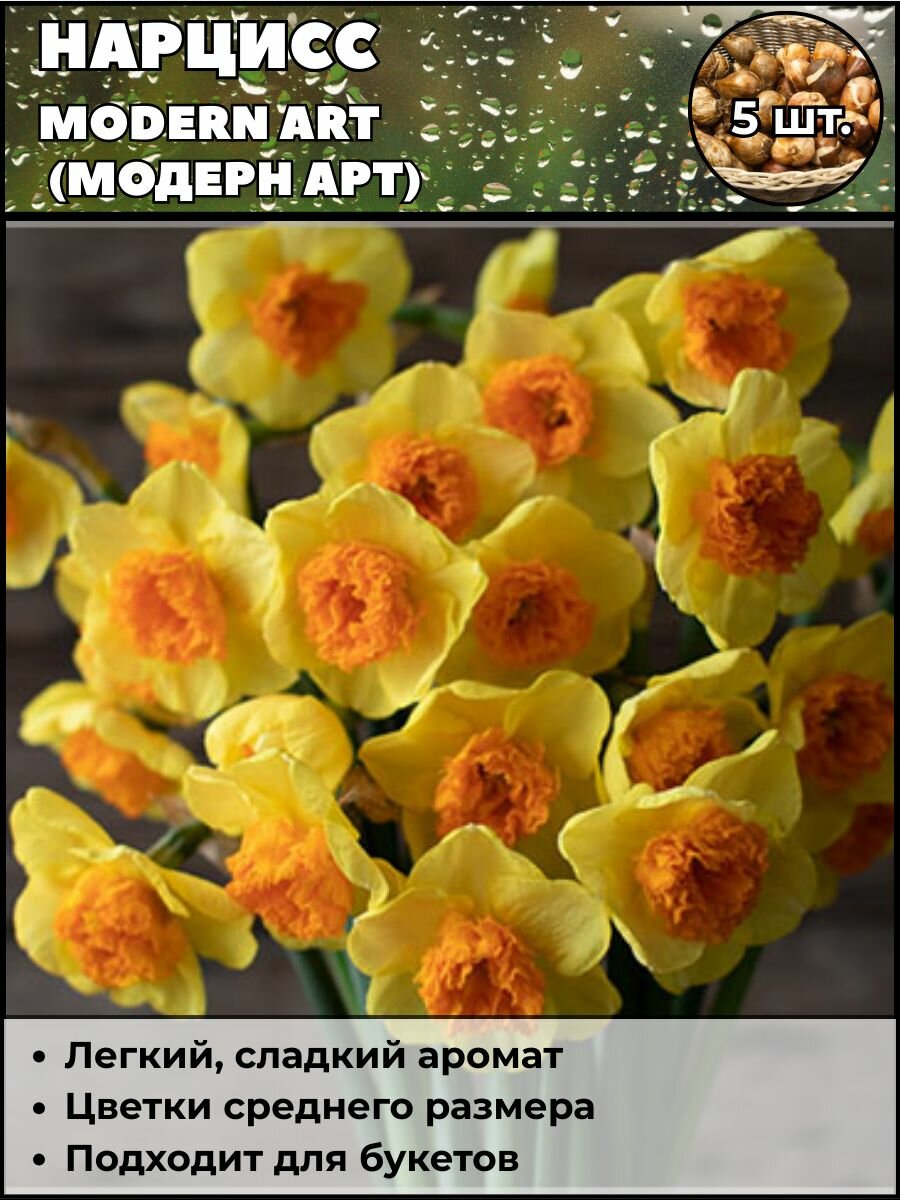 Нарцисс Модерн арт луковицы 5 штук