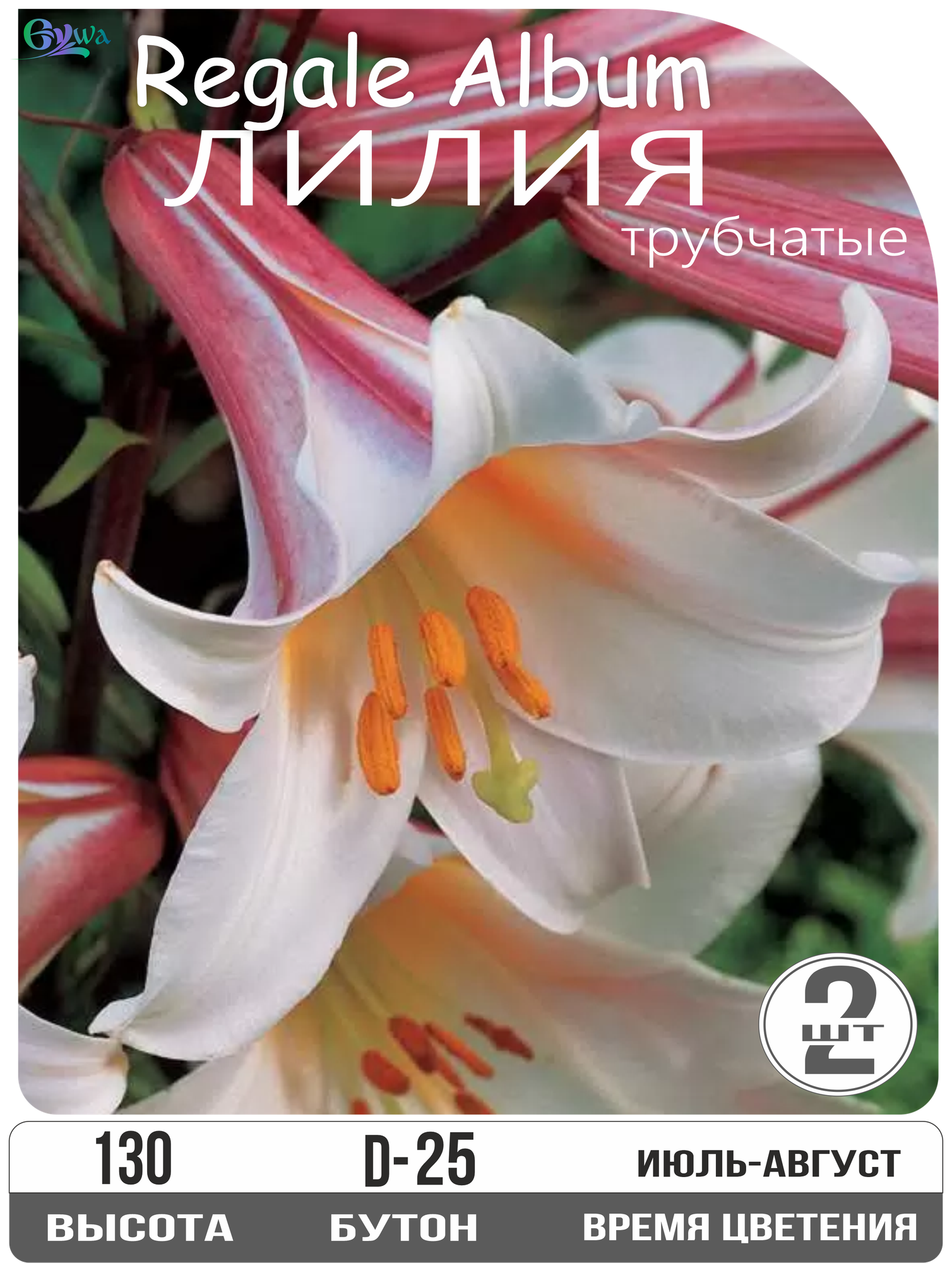 Луковицы лилии Регали Альбум трубчатые многолетник высота 130см белые 2шт Eywa