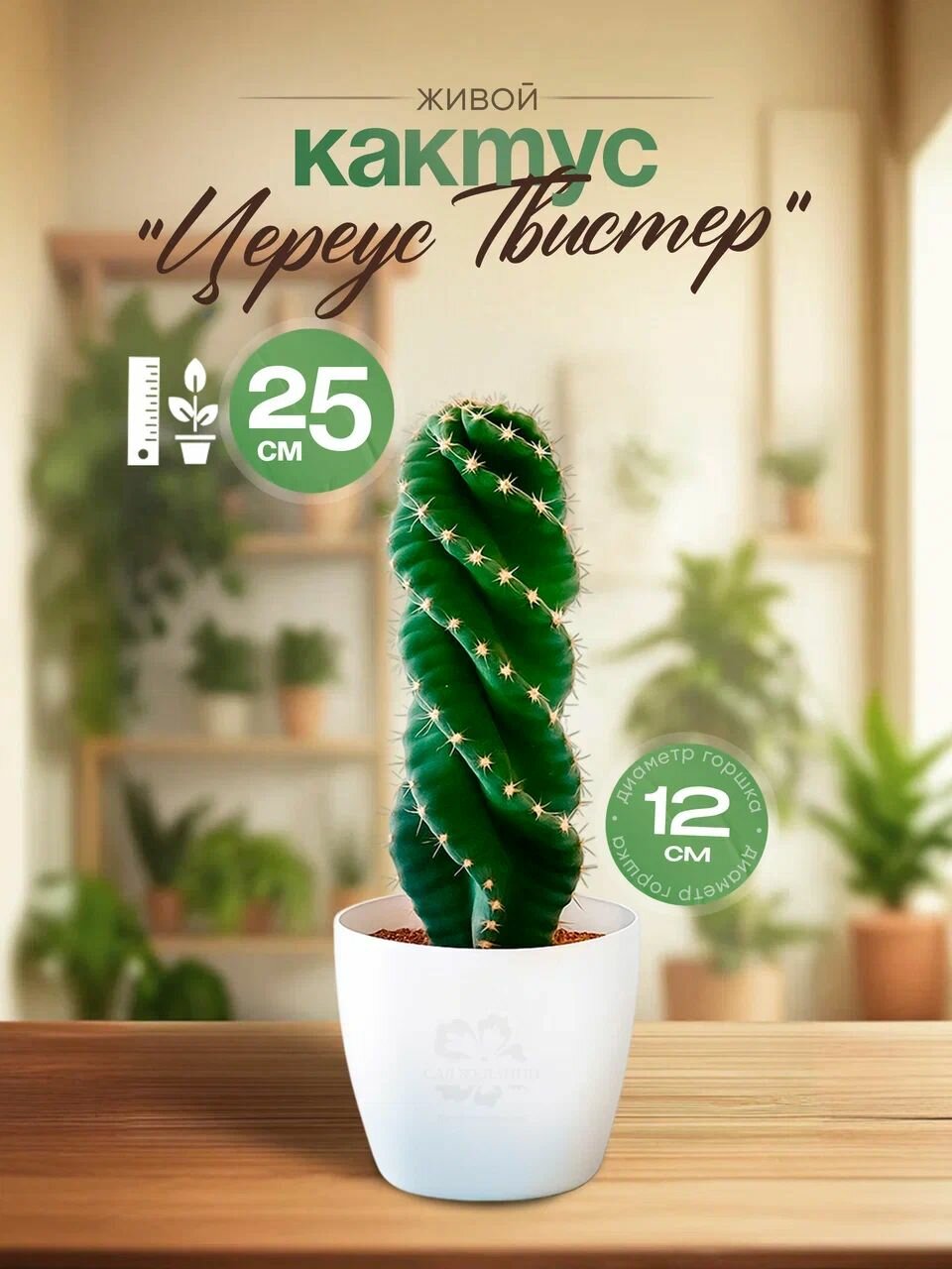 Кактус Цереус Твистер( Cereus Twister) 25*14
