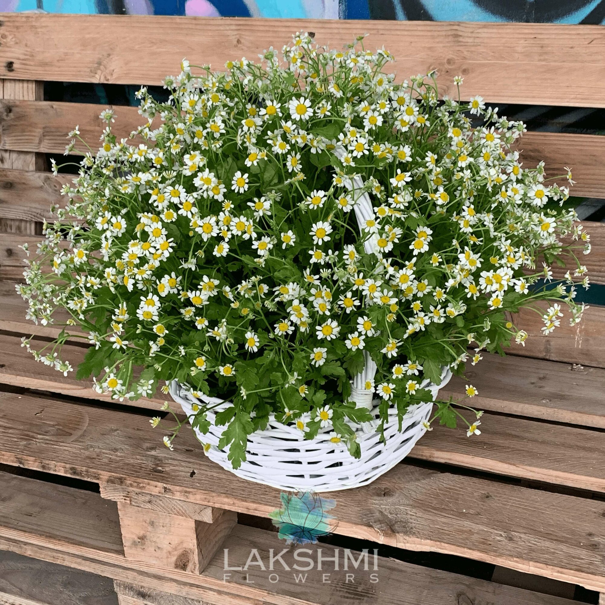 51 ромашка / Композиция из 51 кустовой ромашки в белой корзине