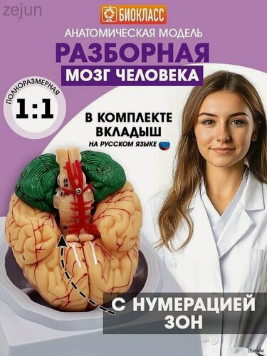 Изображение товара Анатомическая модель мозг человека разборный
