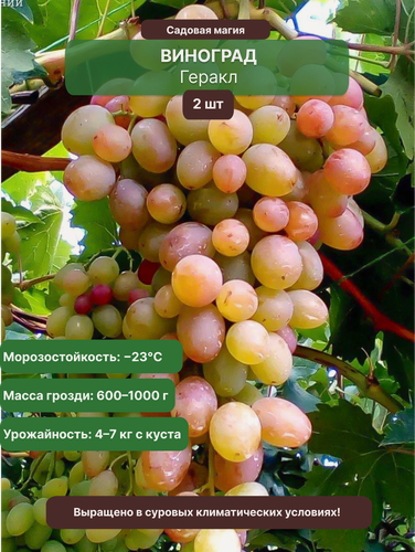 Изображение товара Виноград Геракл 2 шт / многолетний, раннеспелый, морозостойкий сорт