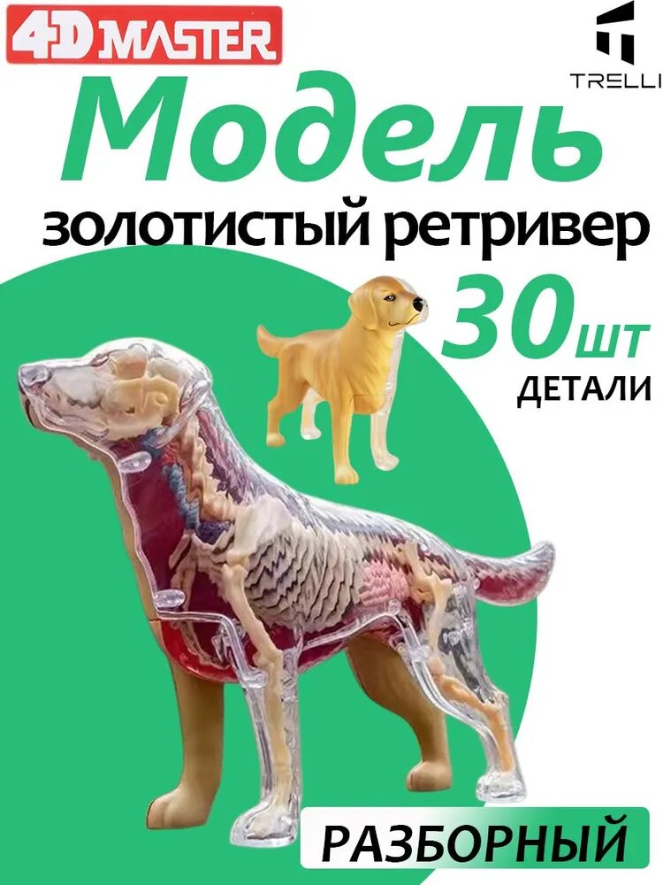 Модель животного/ Развивающая игрушка/может быть использована для обучения детей / Анатомия животных для детей