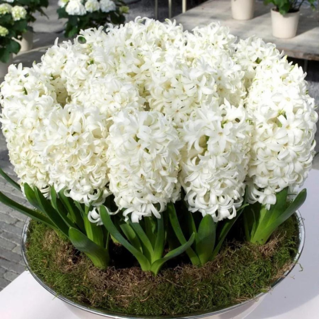 Луковицы цветов, bulbs servise, Гиацинт Лувр белый ( 2 штук )