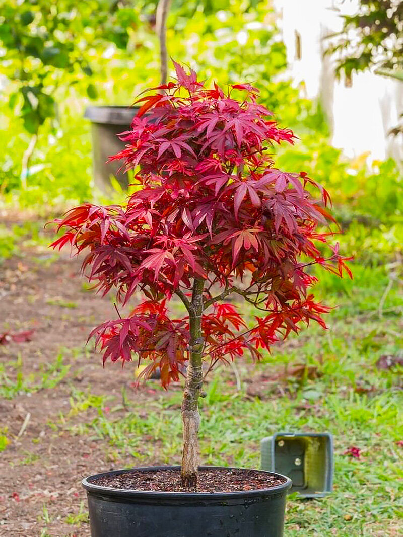 Клен Красный Японский Семена 5 шт