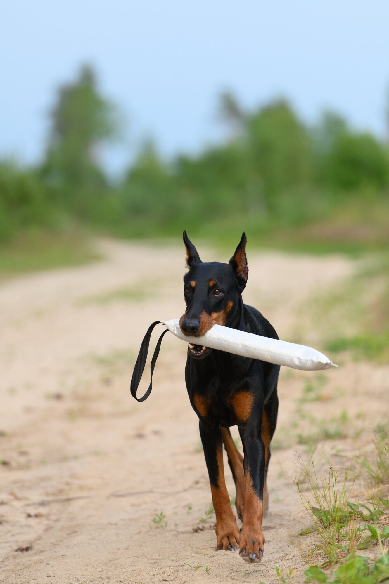 Игрушка-кусалка (ухватка,перетяжка) для собак, с одной ручкой, длина 30 см - фотография № 12